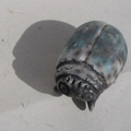 scarab�e Raku